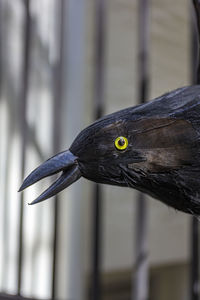 Close-up of bird