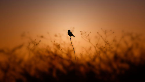 Small bird silhouetted against golden sky