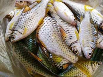 High angle view of fish for sale in market