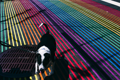 High angle view of dog walking on colorful striped street