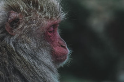 Close-up of a monkey