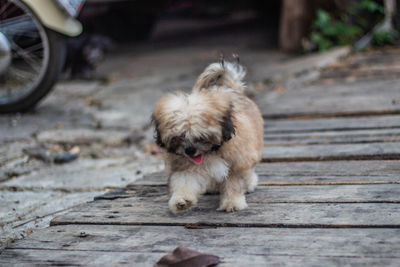 Dog lying on boardwalk