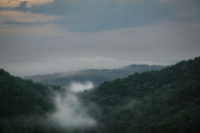 Scenic view of forest against sky