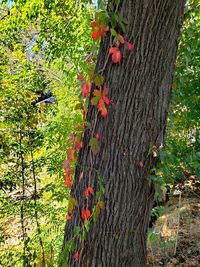 High angle view of trees growing in field