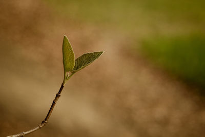 Close-up of plant growing on field