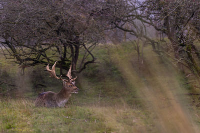 Beautiful deer with big horns walk in the forest, park. deer eat grass. beautiful foggy morning.