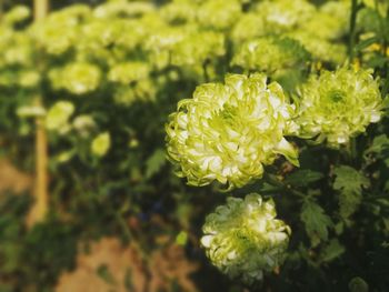 Close-up of white flowering plant