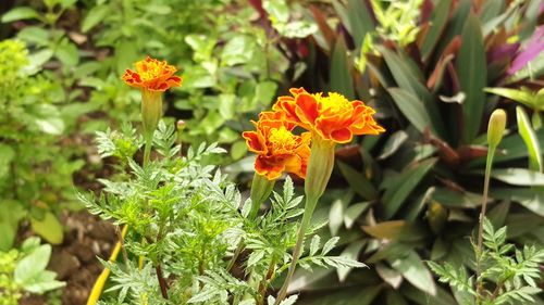 Close-up of orange marigold blooming outdoors