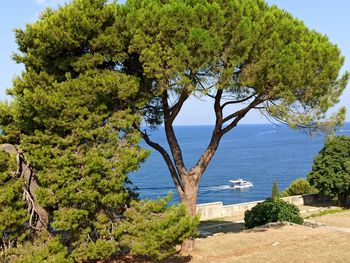 Trees by sea against sky