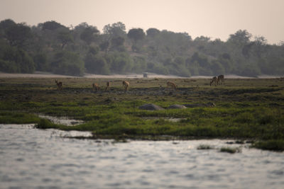 Impalas grazing in a forest