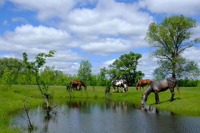 Horses in a farm