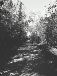 Road passing through trees