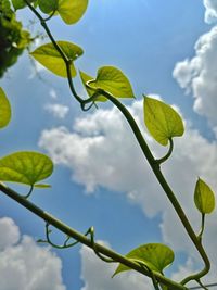 Low angle view of plant leaves against sky
