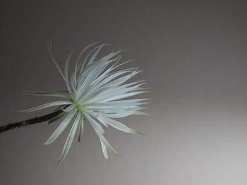 Close-up of white dandelion plant