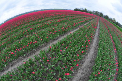 View of flowering plants growing on field