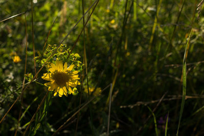 Close-up of yellow flower blooming outdoors