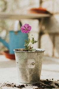 Close-up of potted plant