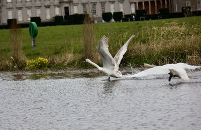 Birds in lake