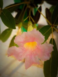 Close-up of pink flower