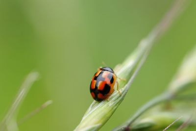 Close-up of ladybug on plant