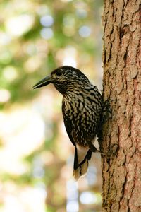 Close-up of bird perching on tree trunk