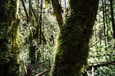 Trees growing in forest