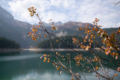 Scenic view of tree by mountain against sky