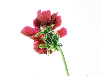 Close-up of pink flowers against white background