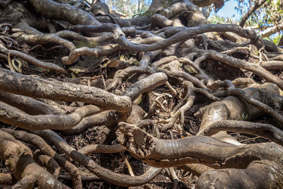 Full frame shot of tree roots