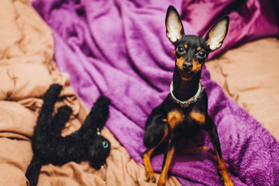 High angle view of dog sitting on purple blanket with black cat's stuffed toy