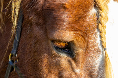 Close-up of a horse