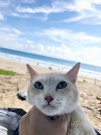 Close-up portrait of a cat