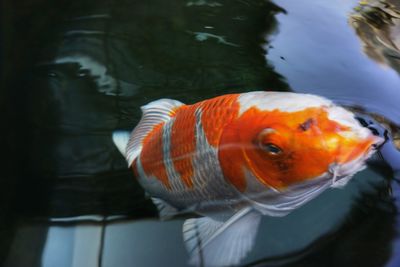 Close-up of koi fish in water