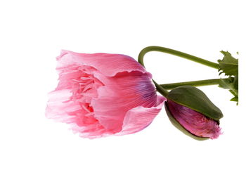 Close-up of pink rose against white background