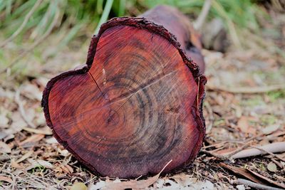 Close-up of tree stump on field