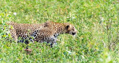 Leopard walking on field