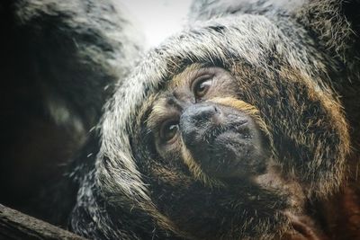 Close-up portrait of monkey