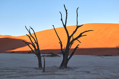 Deadvlei during sunrise with camel thorn trees