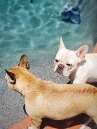 High angle view of dogs at poolside