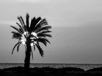 Silhouette palm tree by sea against sky