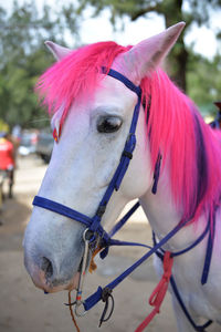 Close-up of horse with pink hair