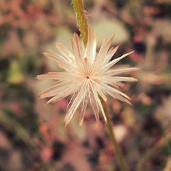 Close-up of flowers