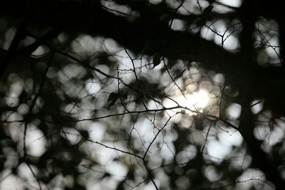 Close-up of branches against blurred background