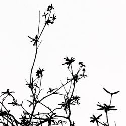 Low angle view of flowers against clear sky