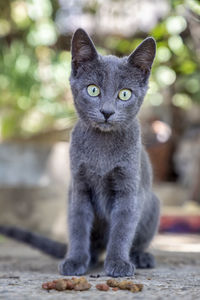 Portrait of cat sitting outdoors