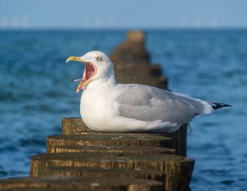 Seagull perching on wooden post