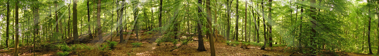 Bamboo trees in forest