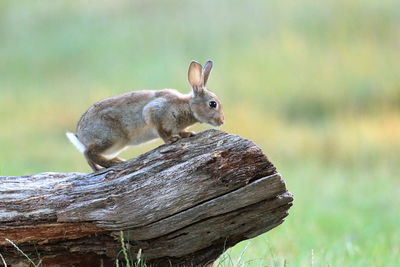 Close-up of squirrel on wood