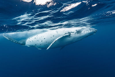 Close-up of fish swimming in sea