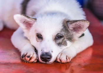 Close-up portrait of dog lying down on floor